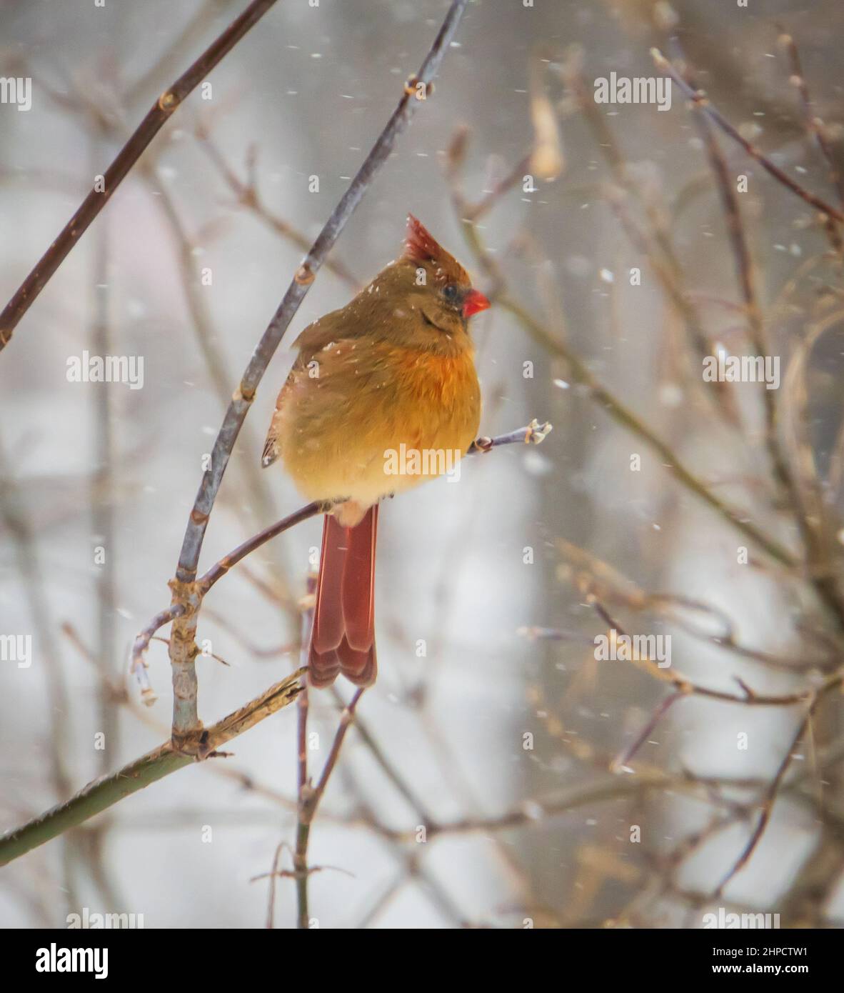 Cardinale femmina nei cespugli in una giornata invernale nevosa Foto Stock