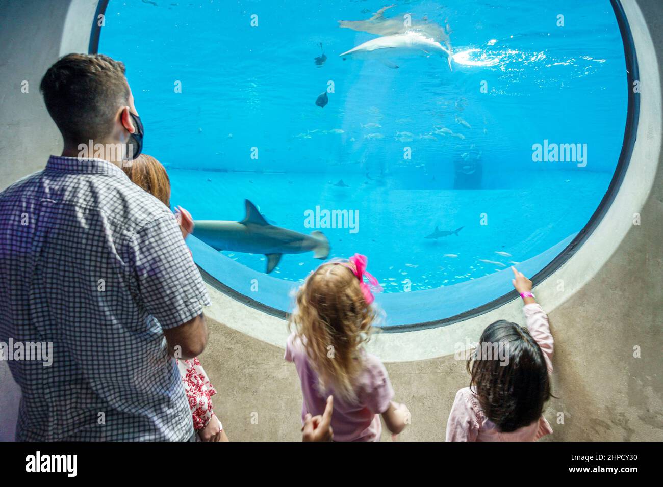 Miami Florida Phillip e Patricia Frost Museum of Science Inside mostra interno acquario martello squalo padre ragazze figlie famiglia cercando Foto Stock