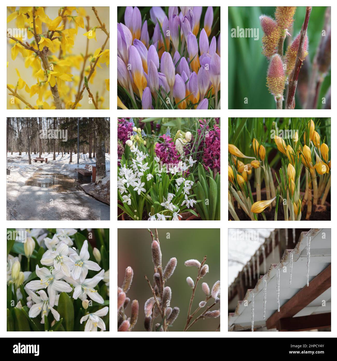 Rametti di salice soffice e fiori colorati bianchi, rossi e gialli in giardino in una giornata di sole all'inizio della primavera. Collage fotografico. Foto Stock