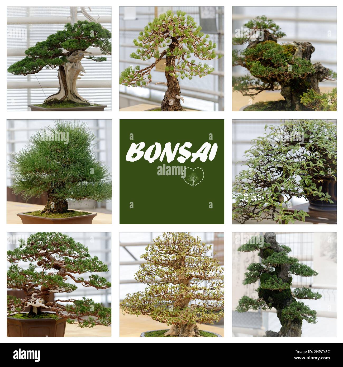 Set di verdi alberi di bonsai. Raccolta di albero bonsai. Set di bonsai di forme diverse in vasi di fiori Foto Stock