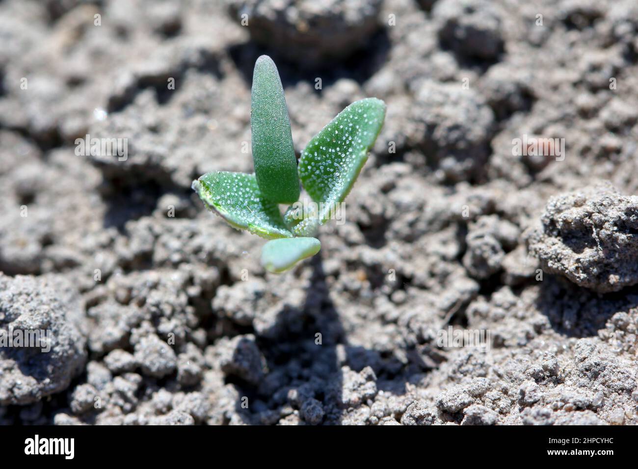 Album di Chenopodium - nomi comuni includono i quartieri di agnello, melde, piede d'oca, erbaccia al letame e gallina grassa. Erbaccia diffusa e comune in agricolo Foto Stock