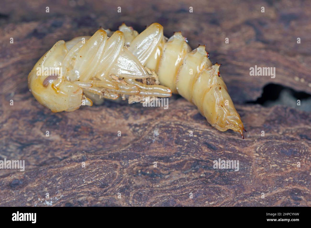 Pupa di coleottero scuro (Zophobas morio) su legno. Foto Stock