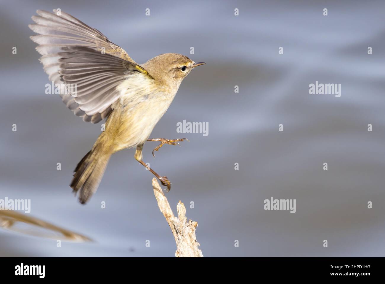 Chiffchaff comune (Phylloscopus collybita) in volo e in agguato su un ramo Foto Stock