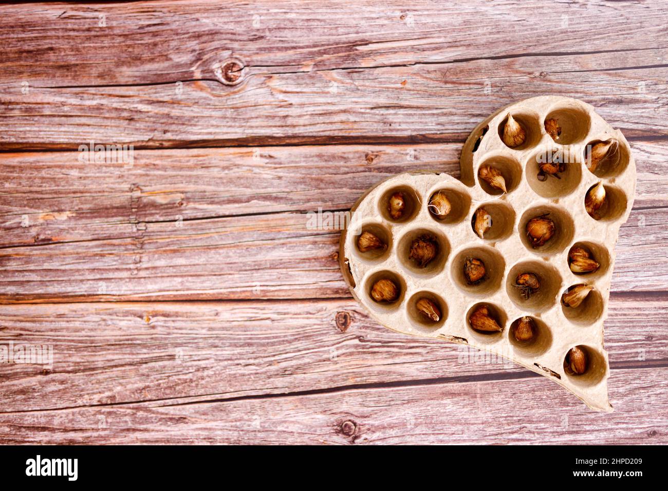 Piantando tulipani in un contenitore con suolo. Tulipani in crescita a casa. Il concetto di giardinaggio domestico. Foto Stock