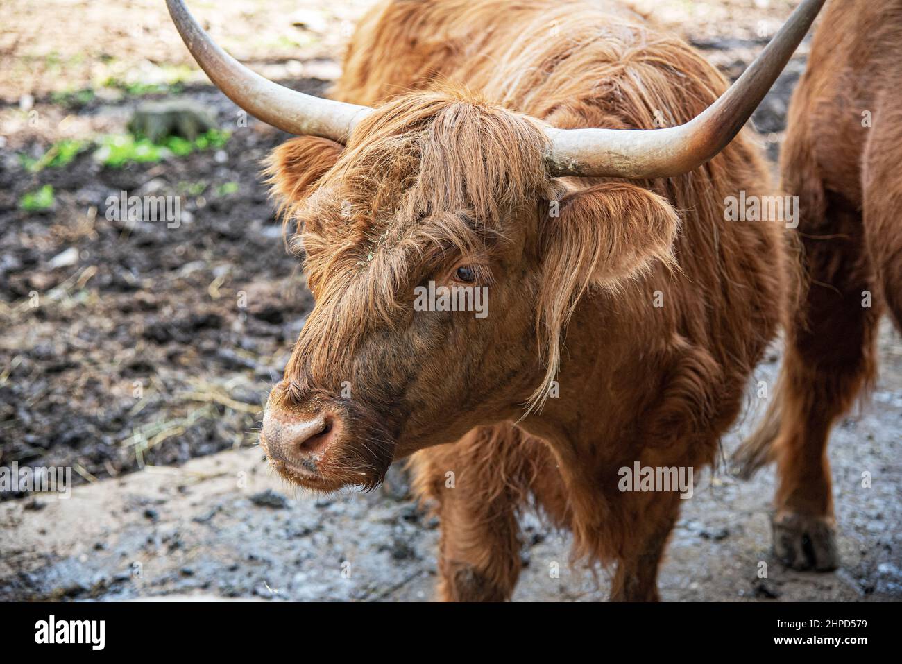 Mucca scozzese in stalla. Foto Stock
