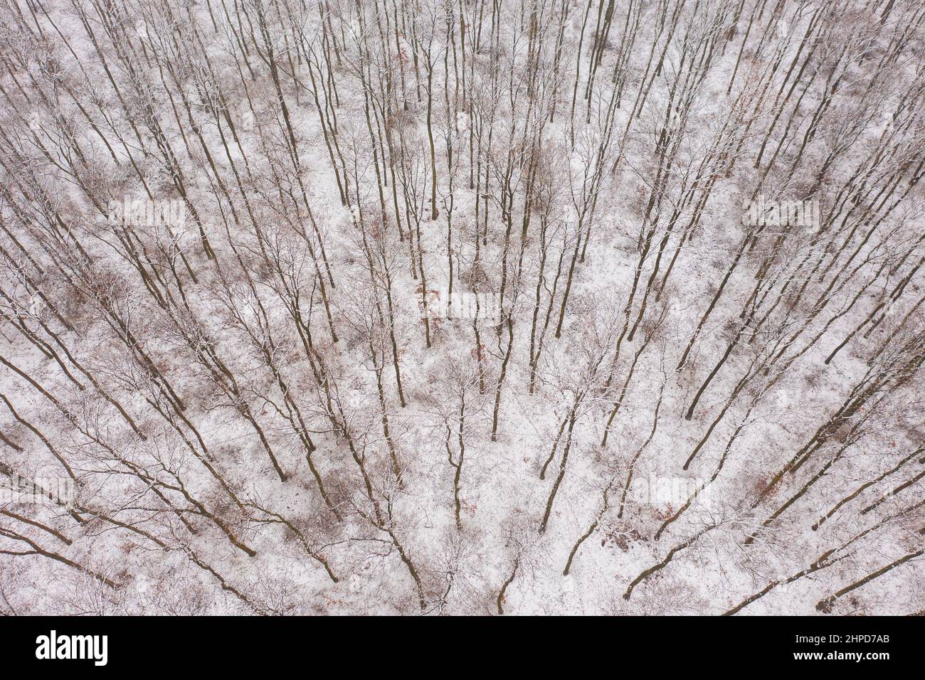Vista aerea sulla foresta invernale. Alberi nella neve. Foto Stock