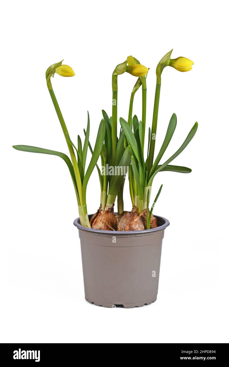 Bulbo primavera fiore pianta 'Narcissus cyclamineus Tête bouclé' non ancora in fiore in vaso di fiori su sfondo bianco Foto Stock