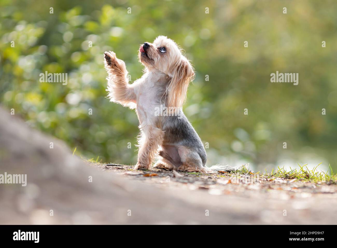 Carino yorkshire terrier cane con lingua fuori dando una zampa alla foresta sfocata sfondo verde Foto Stock