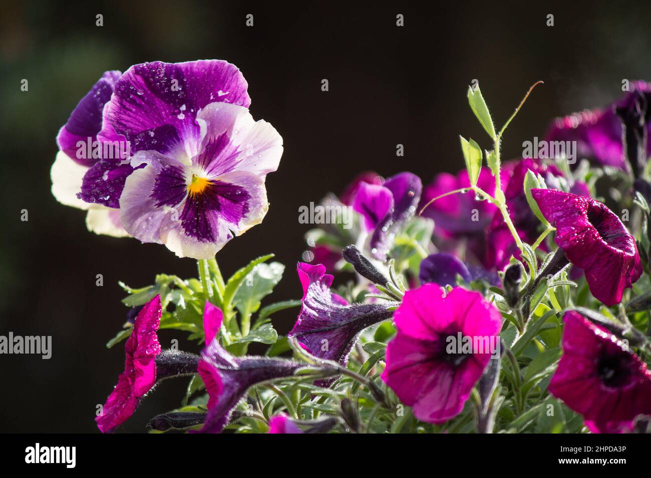 la pioggia cade sulle pantie viola e sulle petunie rosa Foto Stock