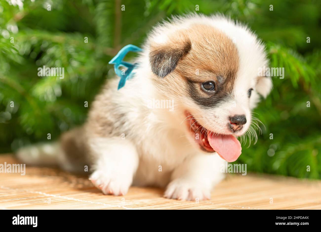 Carino puppy sorridente di gallese pembroke corgi cane razza vicino rami di abete a natura. Messa a fuoco selettiva Foto Stock