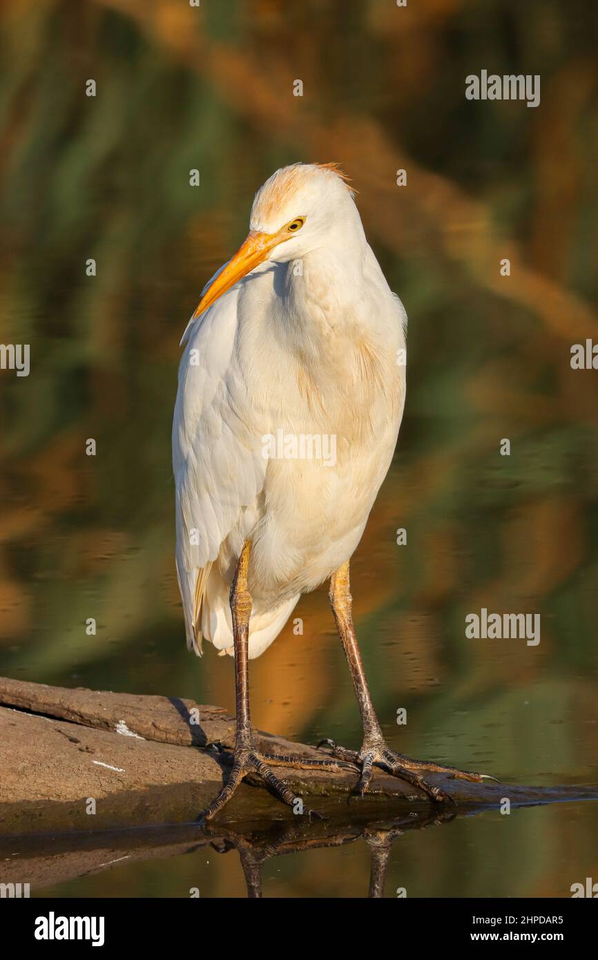 Egret bestiame occidentale, Sudafrica Foto Stock