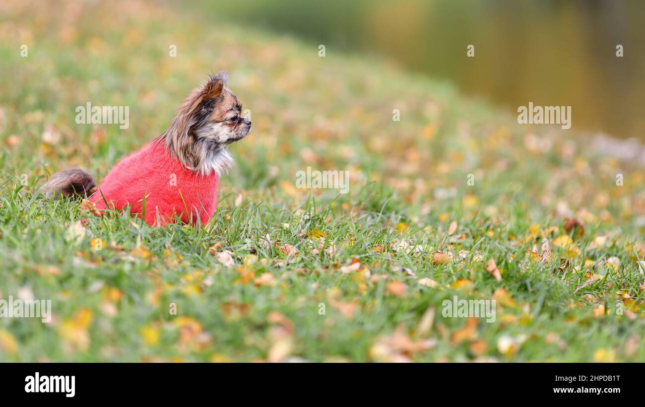 Solitario triste chihuahua cane indossare maglia rossa maglione è seduto al bordo di acqua nella stagione fredda autunno tra erba e foglie cadute Foto Stock