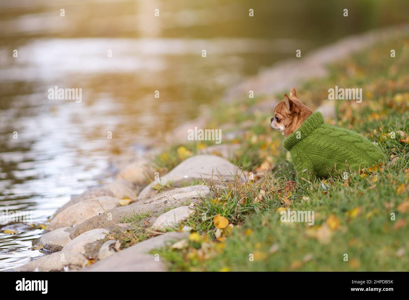 Solitario triste chihuahua cane indossare caldo maglione è seduto al bordo di acqua nella stagione fredda autunno. Foto Stock