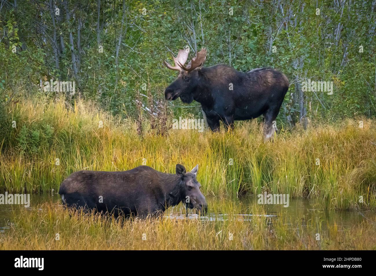 Moose bull e mucca in stagni lungo Moose-Wilson Road nel Grand Teton National Park, Wyoming. Foto Stock
