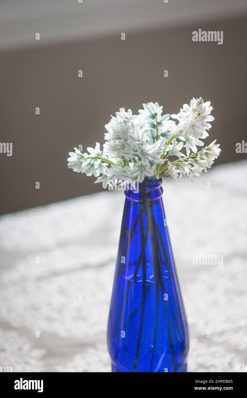 Siberian squill fiori in un vaso blu bottiglia Foto Stock