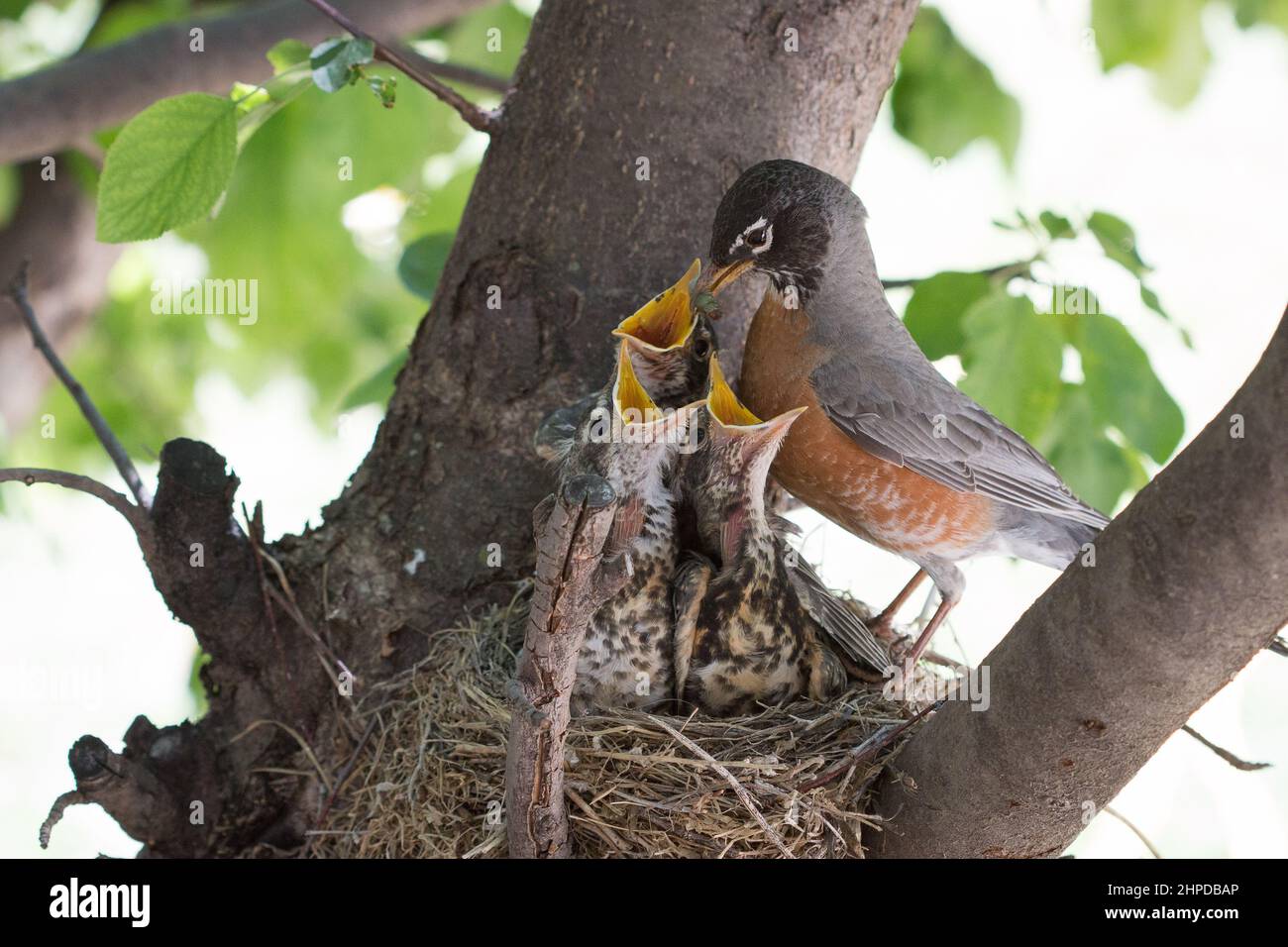 La madre rapina che alimenta i suoi bambini nel loro nido Foto Stock