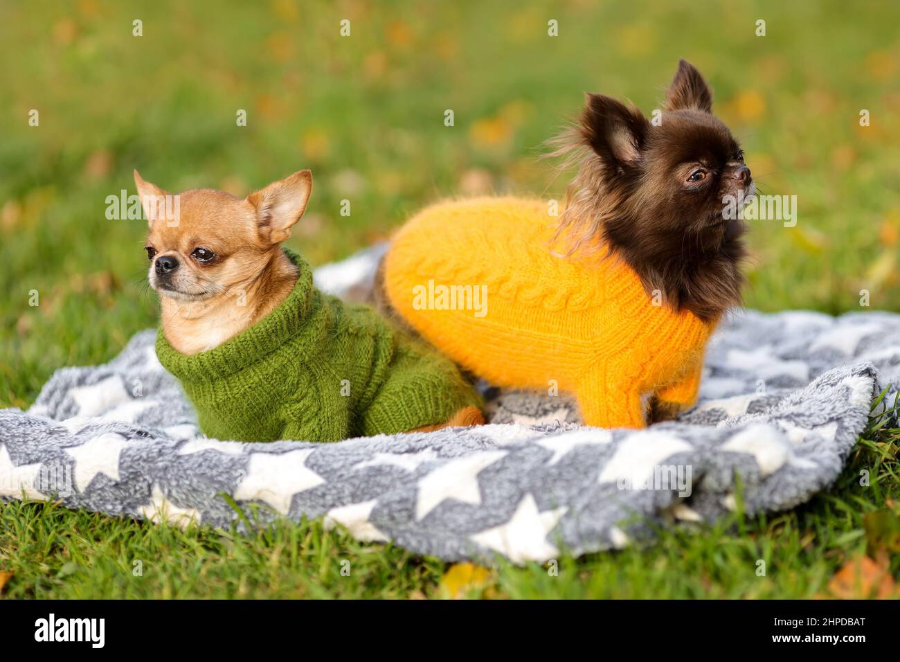 Due cani chihuahua si offendevano a vicenda in natura Foto Stock