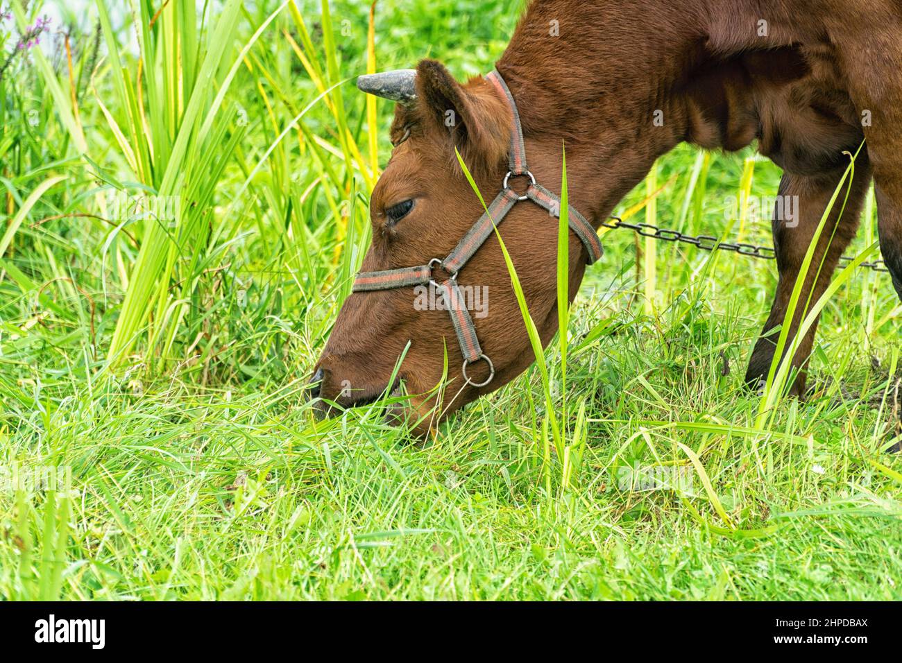 Primo piano di mucca che pascolo su erba in pascolo in estate, in Polonia. Razza rossa polacca di mucca. Agricoltura biologica sostenibile. Foto Stock