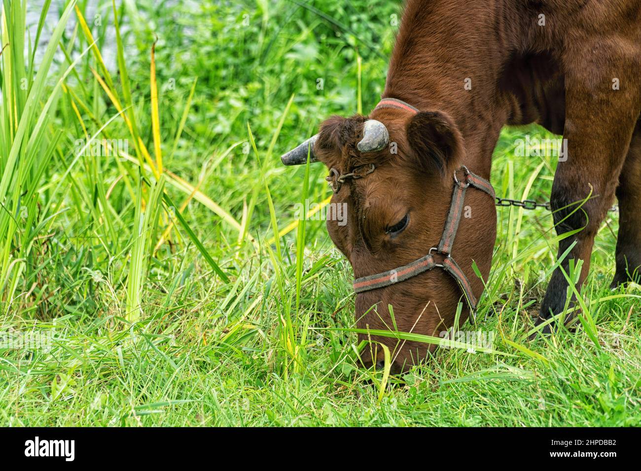 Primo piano di mucca che pascolo su erba in pascolo in estate, in Polonia. Razza rossa polacca di mucca. Agricoltura biologica sostenibile. Foto Stock