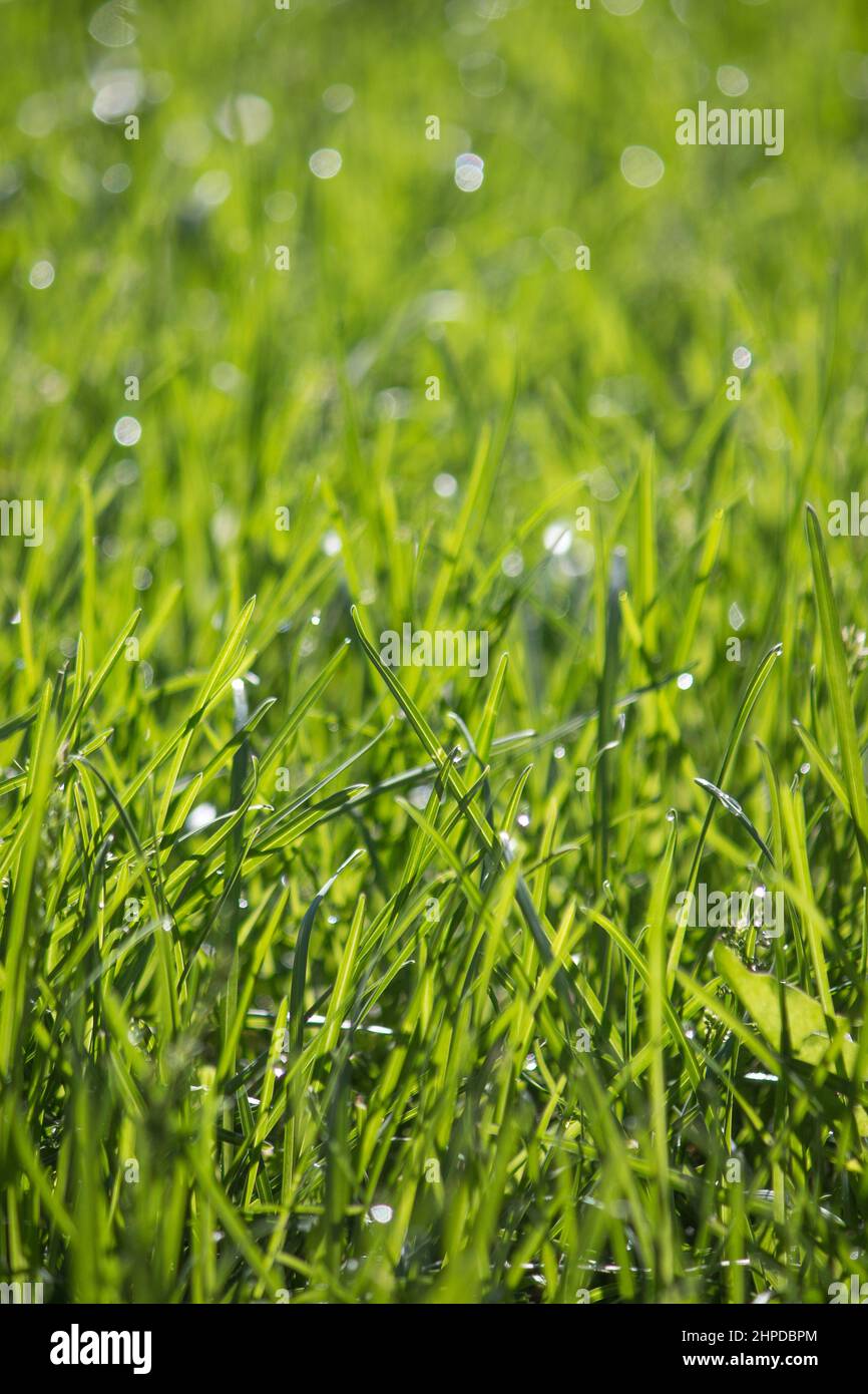 Dewdrops sull'erba Foto Stock