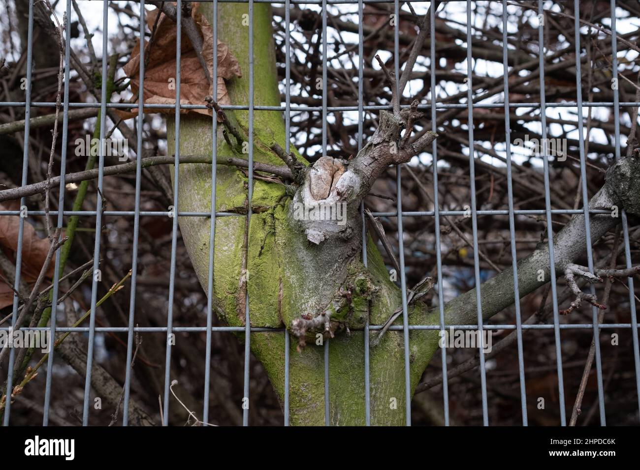 La natura trova sempre un modo. Questo albero sta crescendo attraverso la recinzione e sezioni della recinzione sono state tagliate via per accomodare questo Foto Stock