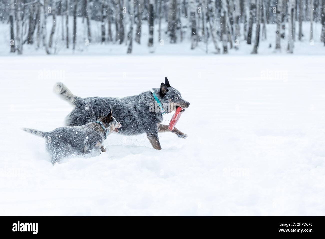 Due cani da bestiame australiani o guariglioni blu, adulti e cuccioli, giocando insieme sulla neve nella natura invernale Foto Stock