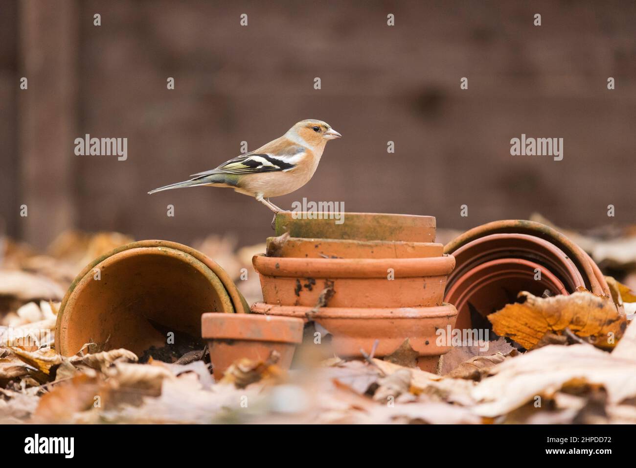 Comune chaffinch Fringilla coelebs, maschio adulto arroccato su vasi di fiori in giardino, Suffolk, Inghilterra, dicembre Foto Stock