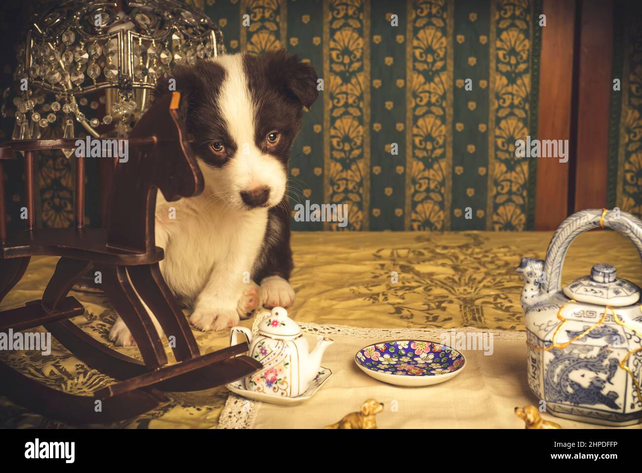 Carino marroni e bianco bordo collie cane cucciolo su uno sfondo vintage con cavallo a dondolo e oggetti antichi. Foto Stock
