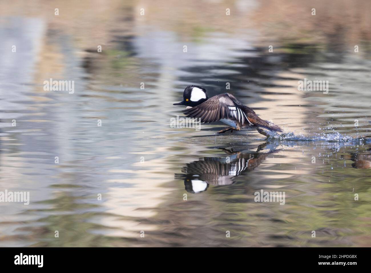 Hooded Merganser maschio running Takeoff Foto Stock