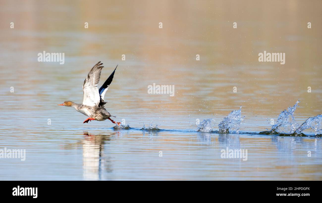 Merganser rosso Breasted che corre il Takeoff Foto Stock