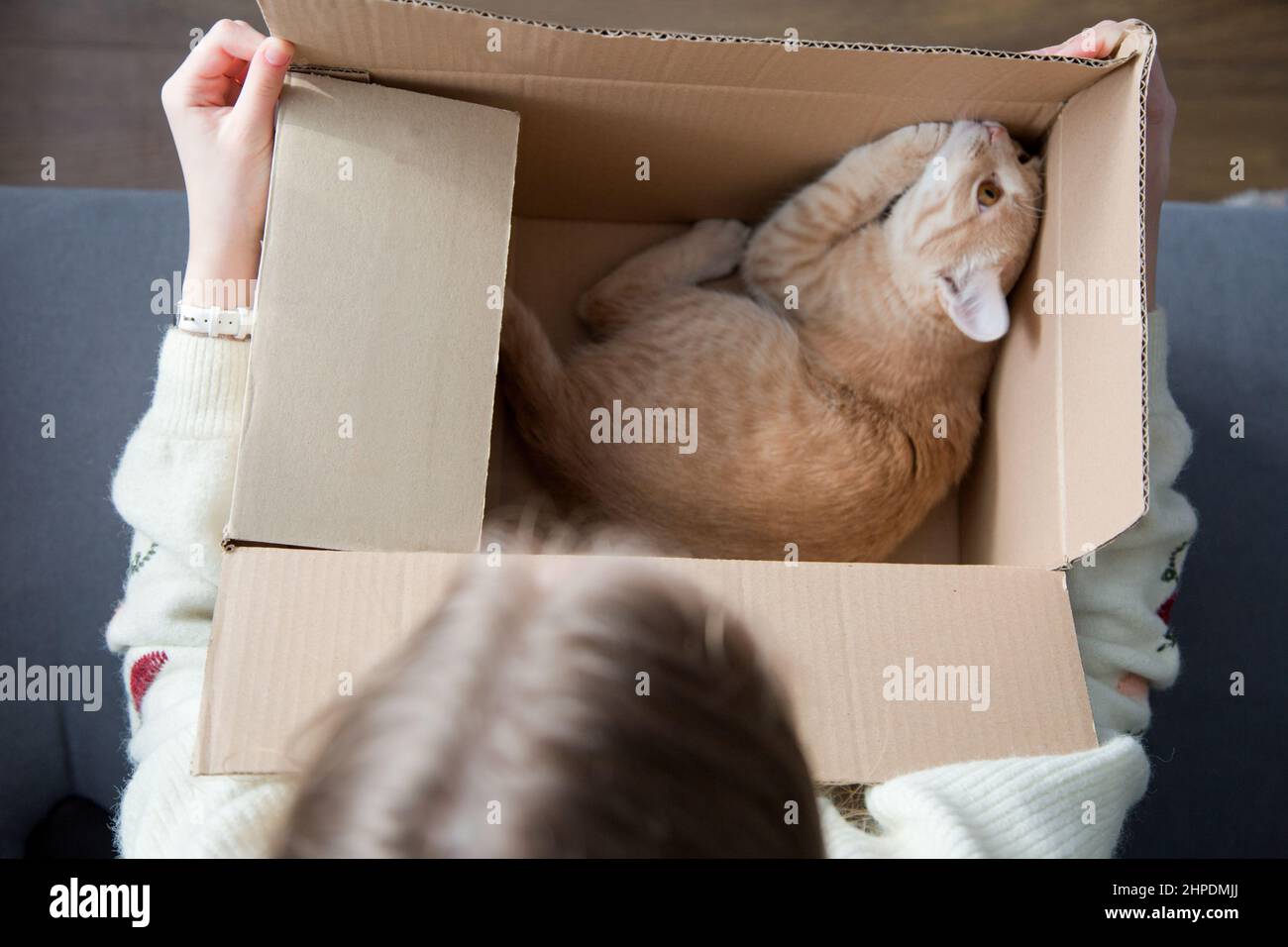 ragazza felice che tiene un gattino in una scatola del regalo, regalo di compleanno, vista dall'alto Foto Stock