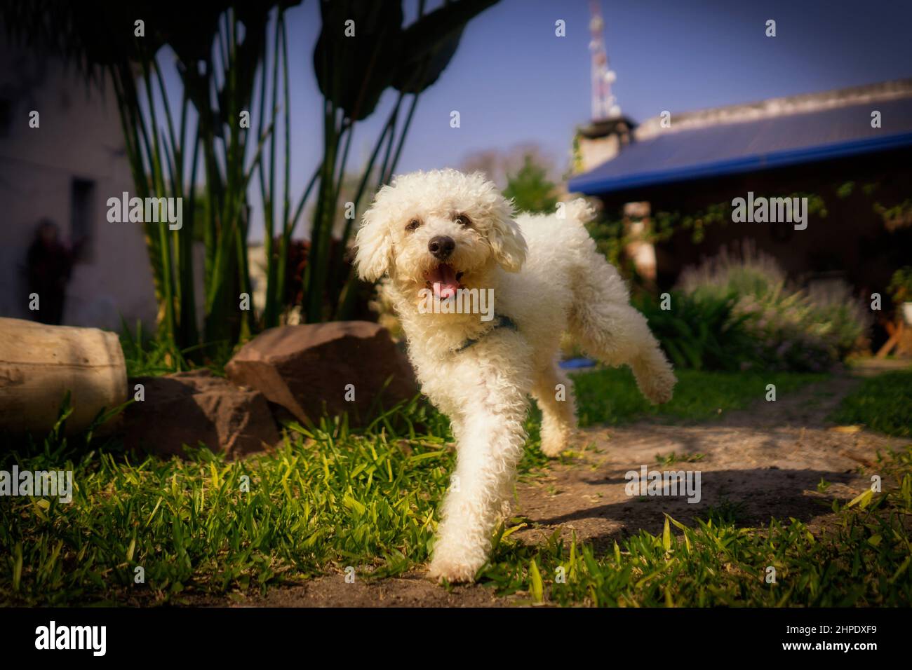 Buon cucciolo bianco che corre intorno al cortile. Foto Stock