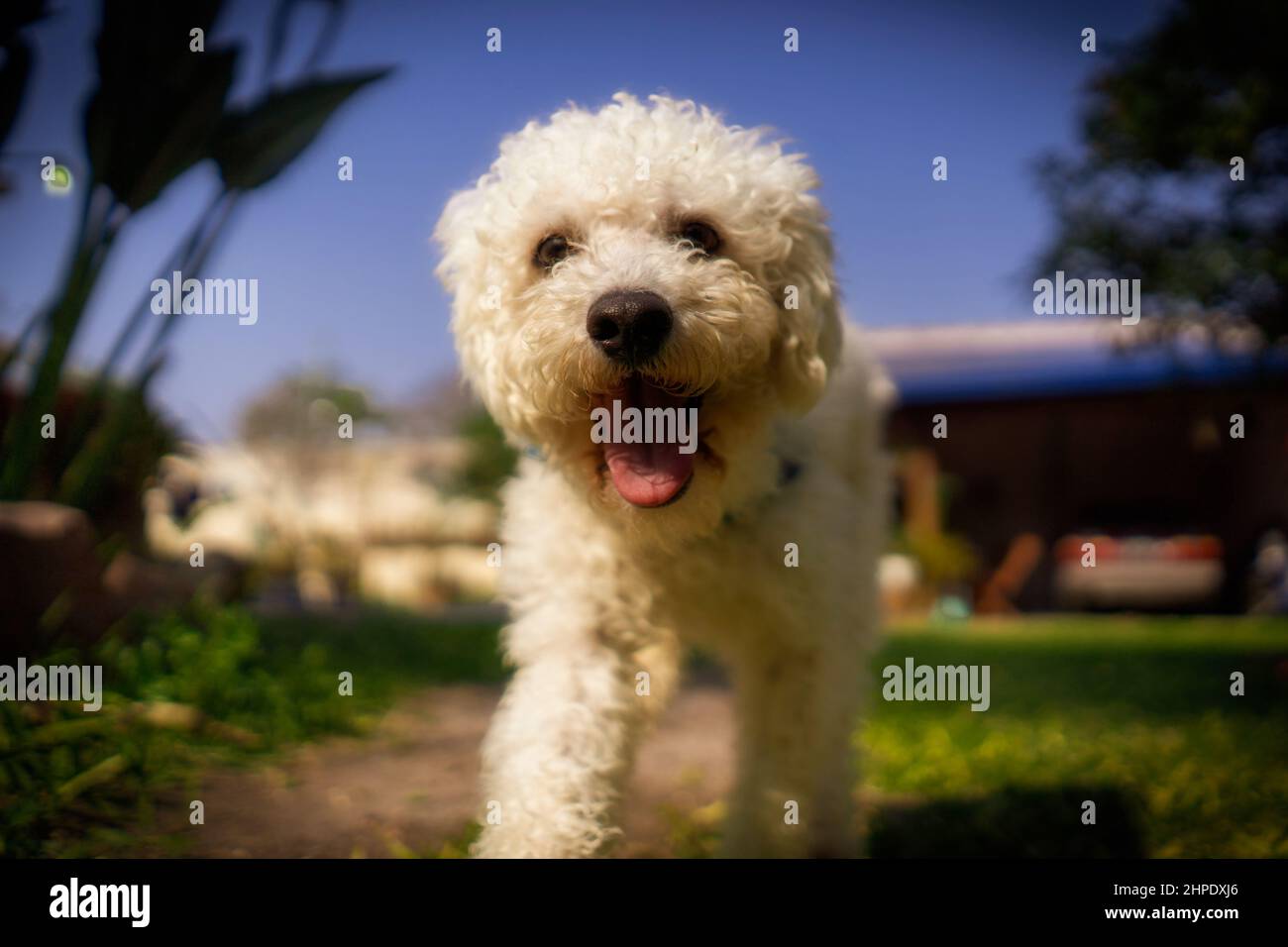 Buon cucciolo bianco che corre intorno al cortile. Foto Stock