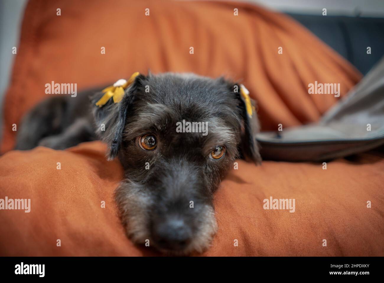 Cane nero posto su un divano. Foto Stock