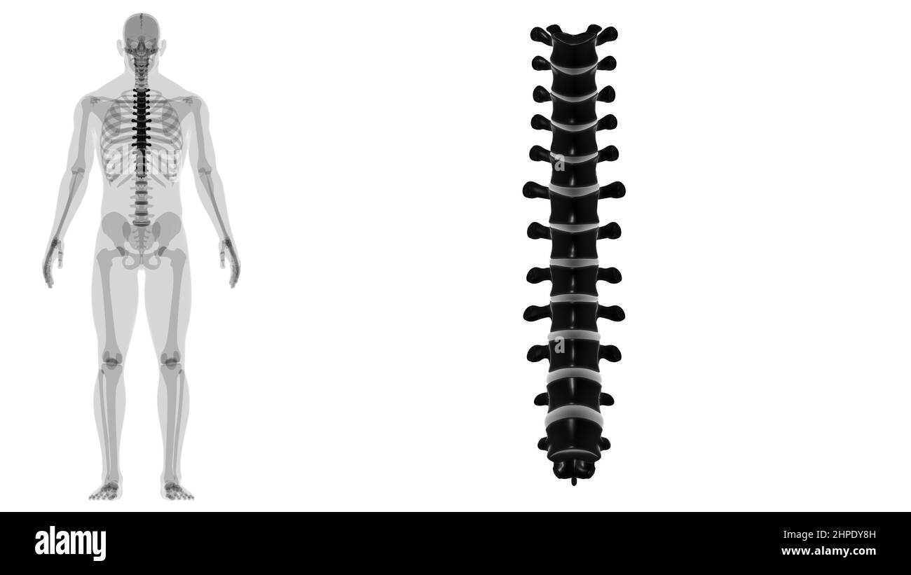 Colonna vertebrale scheletro umano Verteche toraciche Anatomia 3D Foto Stock