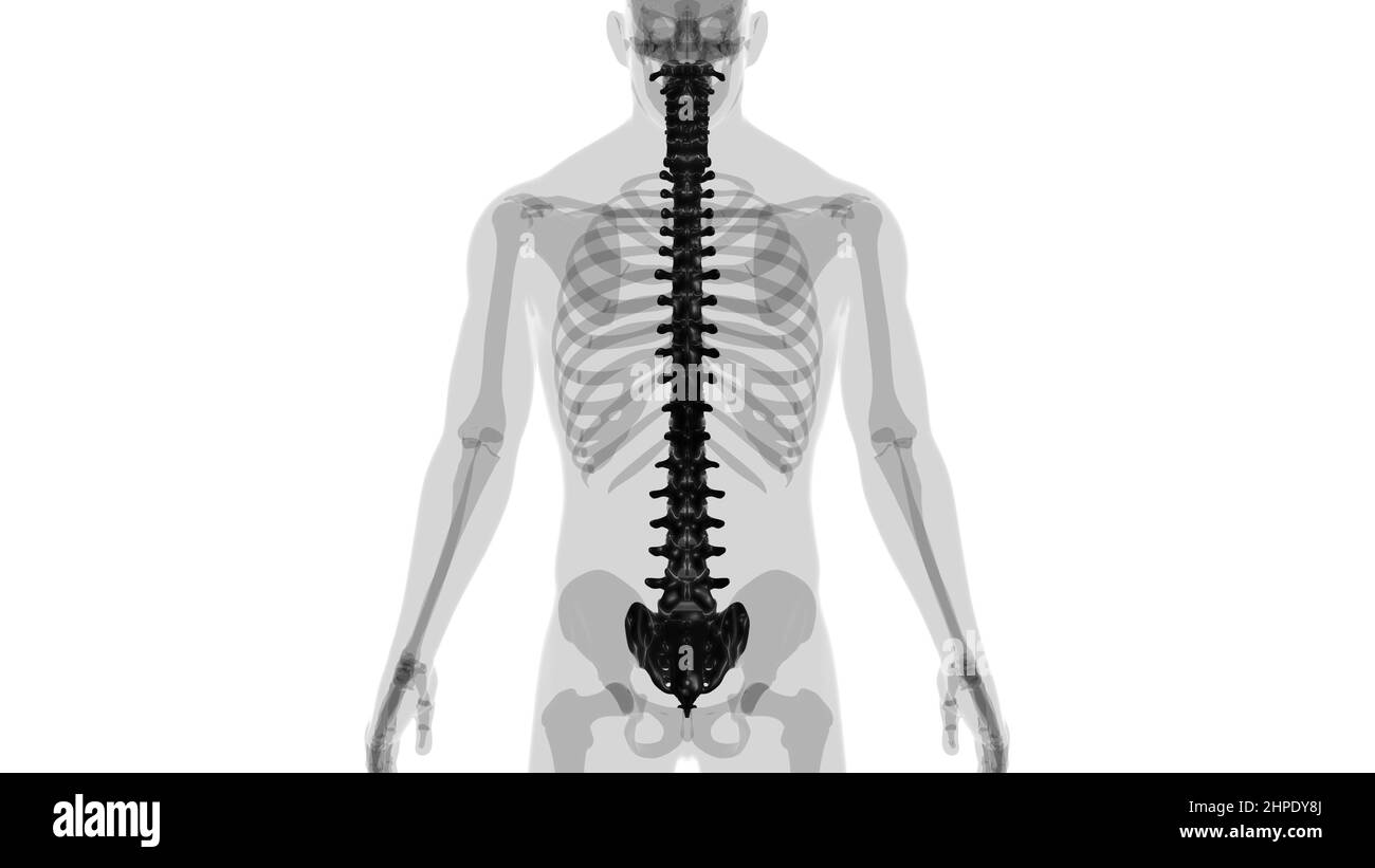 Illustrazione 3D della colonna vertebrale dello scheletro umano delle vertebre Foto Stock