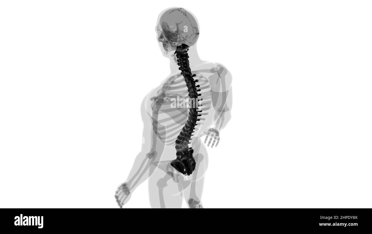 Illustrazione 3D della colonna vertebrale dello scheletro umano delle vertebre Foto Stock
