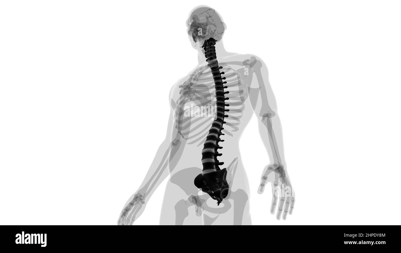 Illustrazione 3D della colonna vertebrale dello scheletro umano delle vertebre Foto Stock