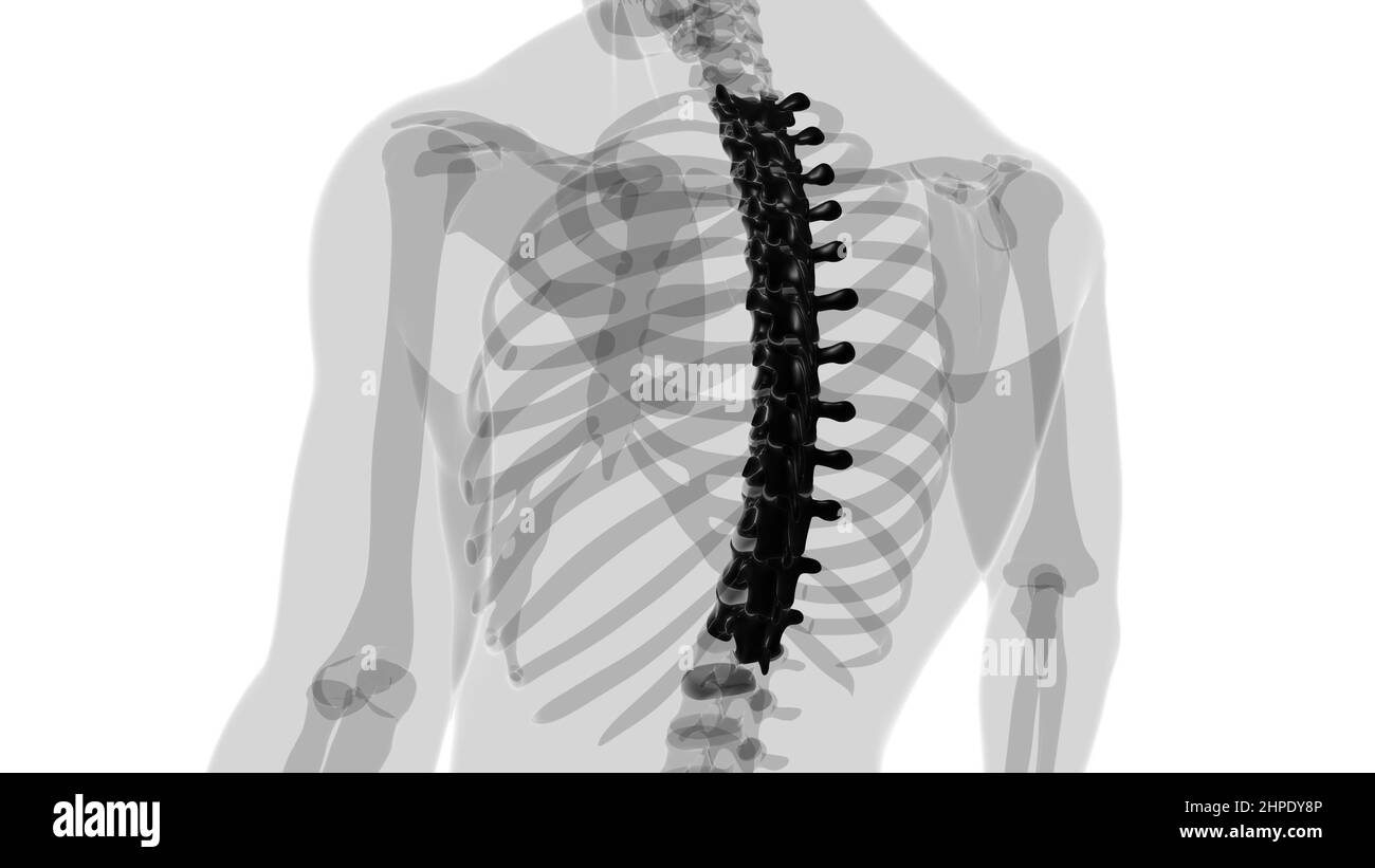 Colonna vertebrale scheletro umano Verteche toraciche Anatomia 3D Foto Stock