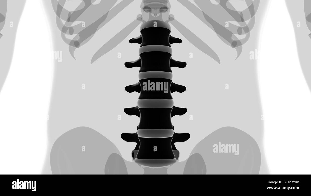 Colonna vertebrale scheletro umano vertebre lombare Anatomia 3D Illustrazione Foto Stock
