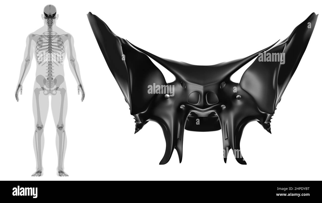 Anatomia ossea dello scheletro umano dello scheletro dello scafo dello sfenoide per l'illustrazione 3D del concetto medico Foto Stock