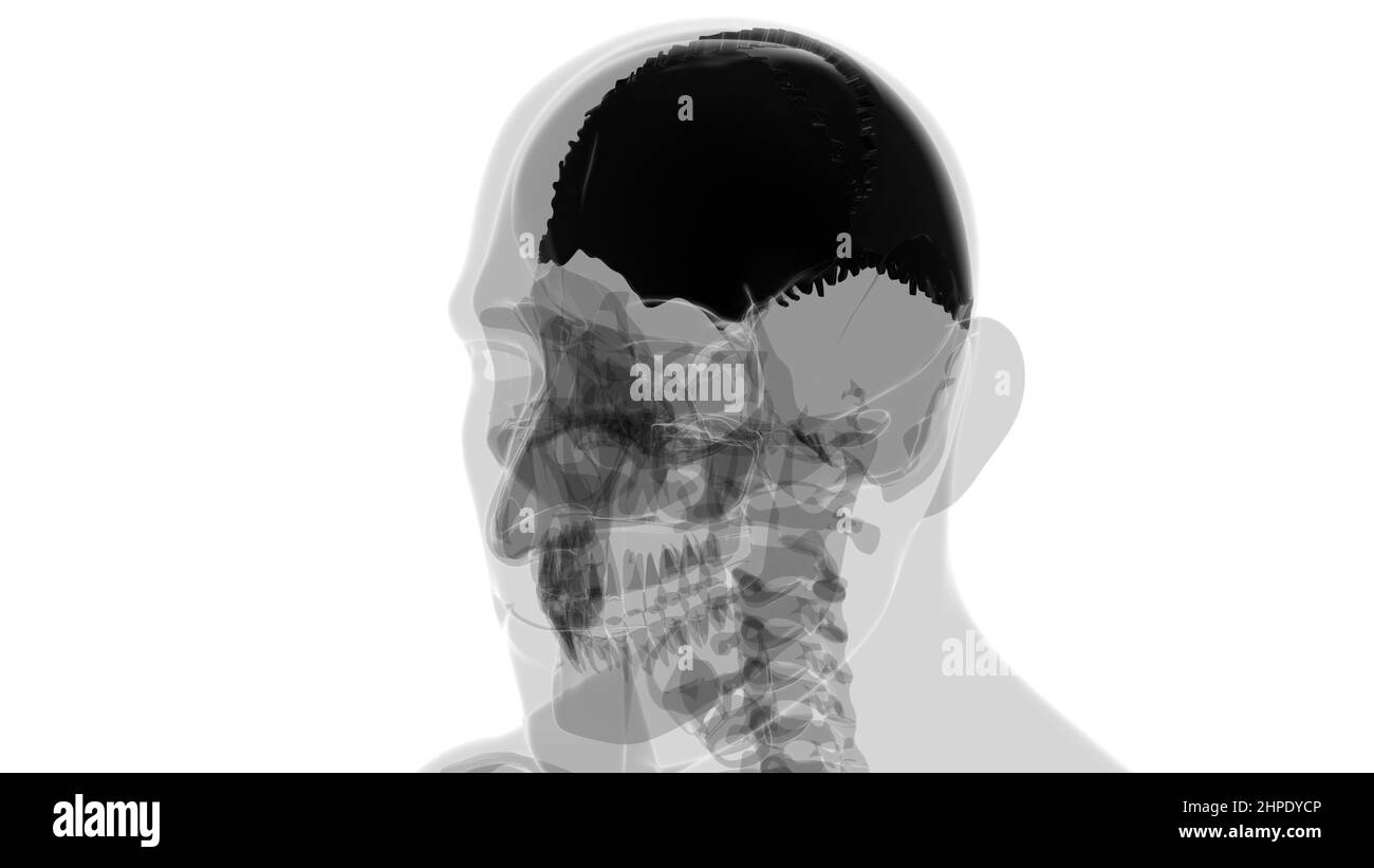 Anatomia ossea parietale del cranio dello scheletro umano per l'illustrazione 3D del concetto medico Foto Stock