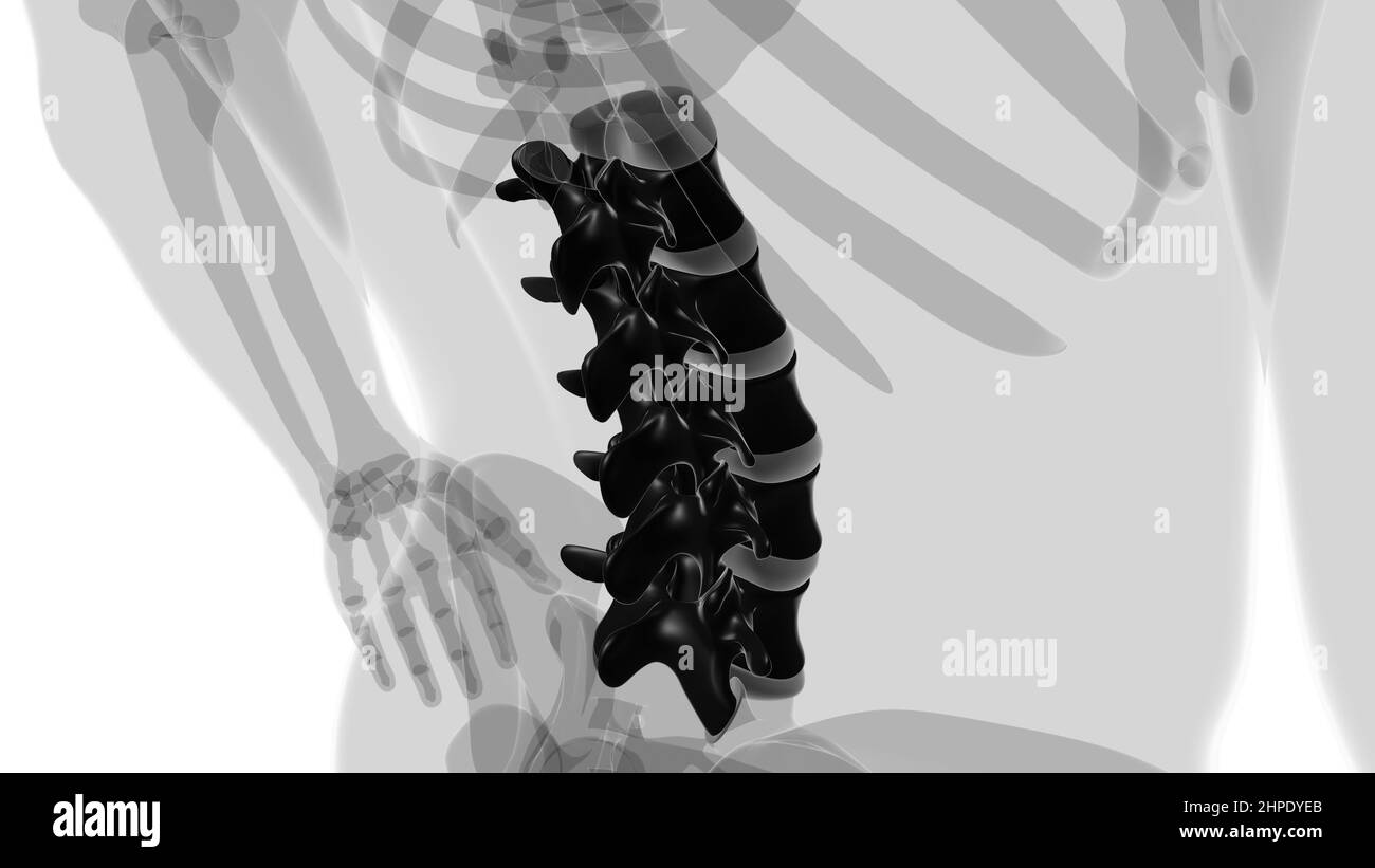 Colonna vertebrale scheletro umano vertebre lombare Anatomia 3D Illustrazione Foto Stock
