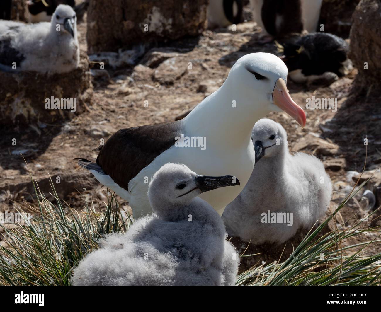 Albatross nero-browed, Thalassarche melanophris, nidificante con pulcini sull'isola di Steeple Jason, Isole Falkland Foto Stock