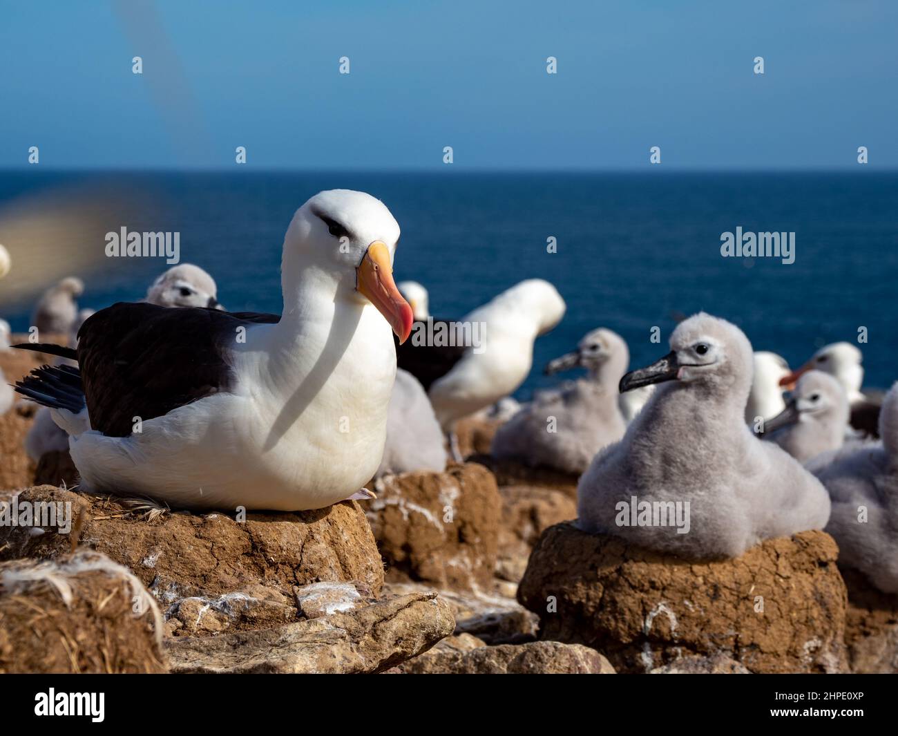 Albatross nero-browed, Thalassarche melanophris, nidificante con pulcini sull'isola di Steeple Jason, Isole Falkland Foto Stock