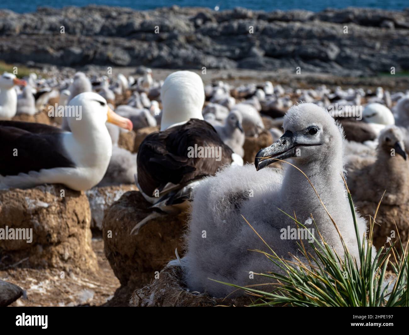 Albatross nero-browed, Thalassarche melanophris, nidificante con pulcini sull'isola di Steeple Jason, Isole Falkland Foto Stock