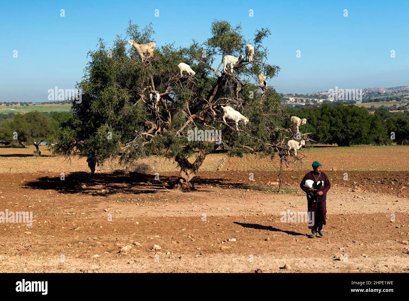 Capraio portando un piccolo di capra e un albero di argan con capre in background Foto Stock
