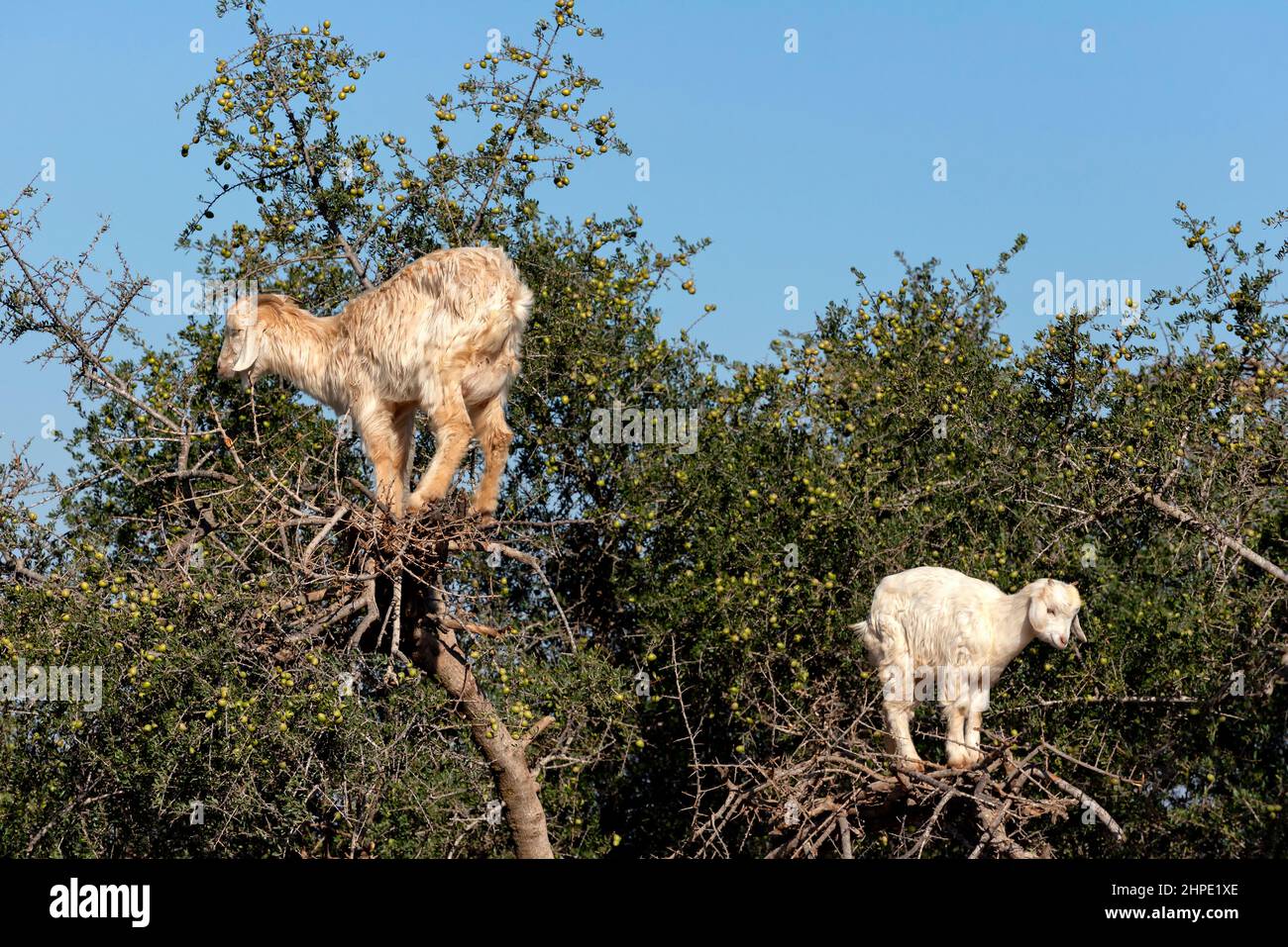 Capre su albero di argan Foto Stock