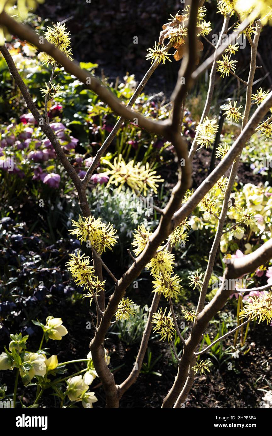 Fiori di hellebore multicolore sotto un nocciolo di strega. Foto Stock