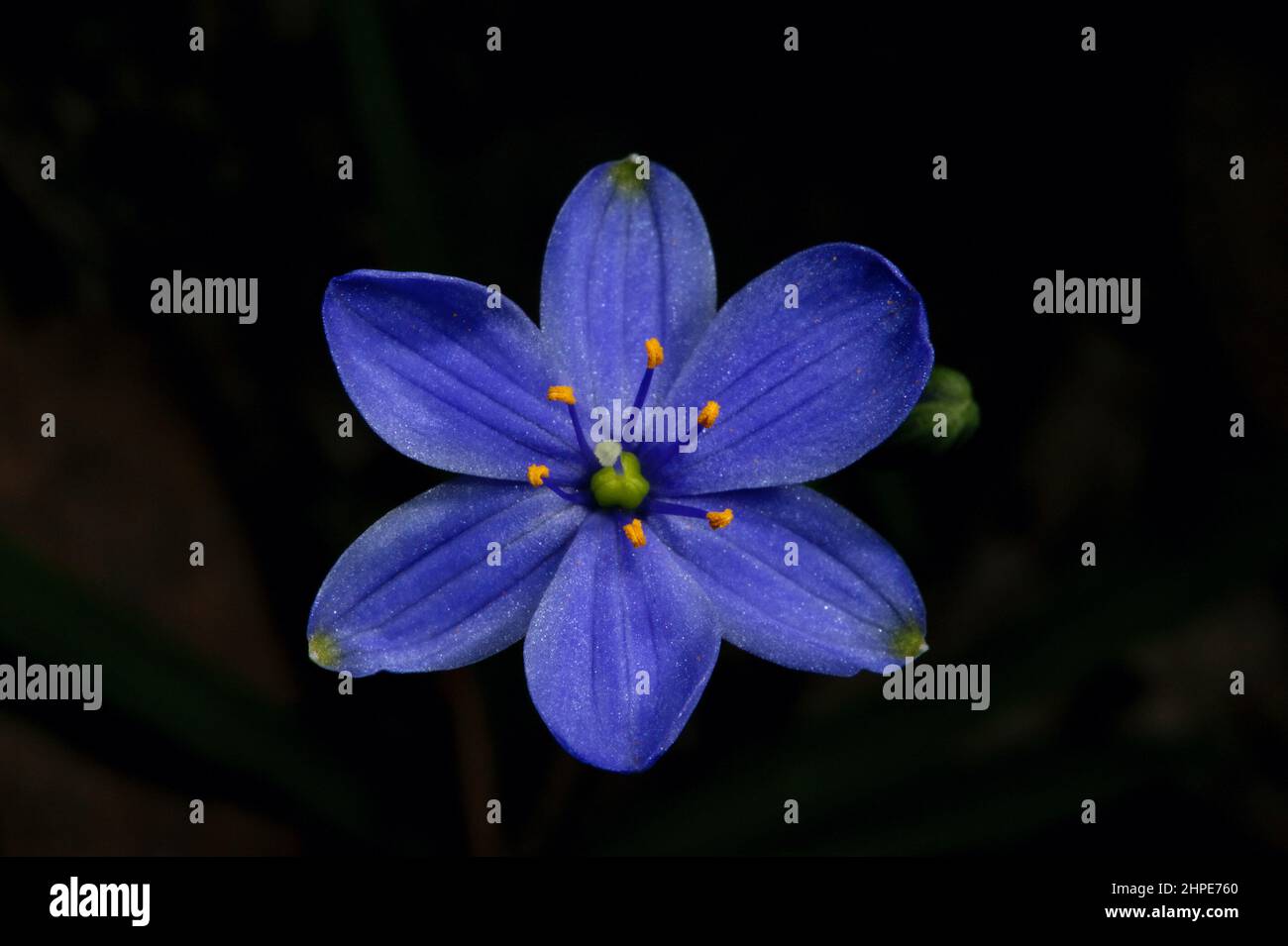 Una stella blu solitaria (Chamaescilla corymbosa) illumina il bosco presso la riserva della flora di Hochkins Ridge a Croydon North, Victoria, Australia. Foto Stock